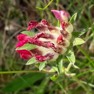 Photographie n°2192889 du taxon Anthyllis vulneraria L. [1753]