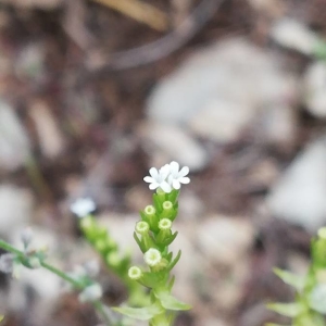 Photographie n°2192894 du taxon Valerianella dentata (L.) Pollich [1776]