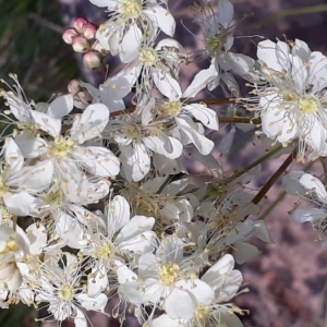 Photographie n°2192912 du taxon Filipendula vulgaris Moench [1794]