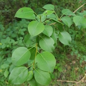 Photographie n°2192978 du taxon Pyrus communis L. [1753]