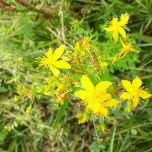 Photographie n°2193000 du taxon Hypericum perforatum L. [1753]