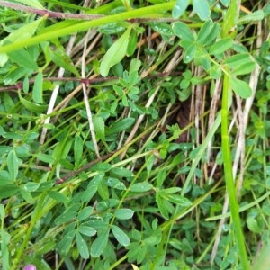 Photographie n°2193006 du taxon Hippocrepis comosa L. [1753]