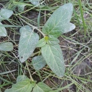 Photographie n°2193016 du taxon Prunella vulgaris L. [1753]