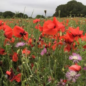 Photographie n°2193025 du taxon Papaver rhoeas L.