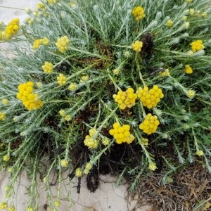 Photographie n°2193056 du taxon Helichrysum stoechas (L.) Moench [1794]