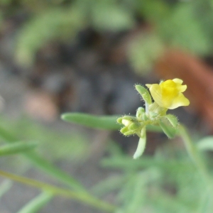 Photographie n°2193065 du taxon Linaria simplex (Willd.) DC. [1805]