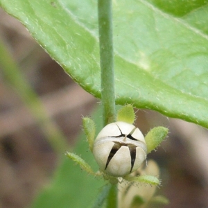 Photographie n°2193066 du taxon Linaria simplex (Willd.) DC. [1805]