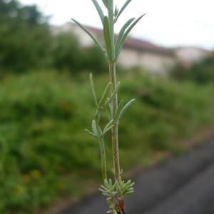 Photographie n°2193067 du taxon Linaria simplex (Willd.) DC. [1805]