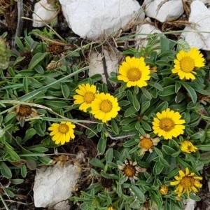 Photographie n°2193071 du taxon Pallenis maritima (L.) Greuter [1997]