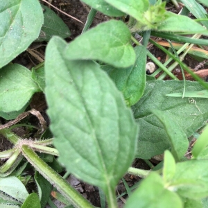 Photographie n°2193134 du taxon Prunella vulgaris L. [1753]