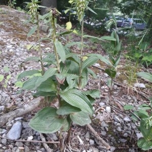 Photographie n°2193153 du taxon Epipactis helleborine (L.) Crantz [1769]