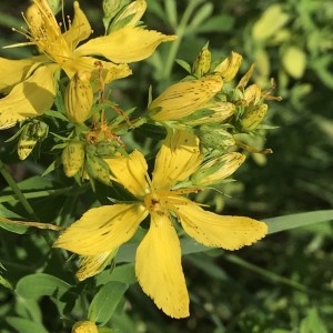 Photographie n°2193155 du taxon Hypericum perforatum L. [1753]