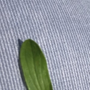 Photographie n°2193156 du taxon Hypericum perforatum L. [1753]