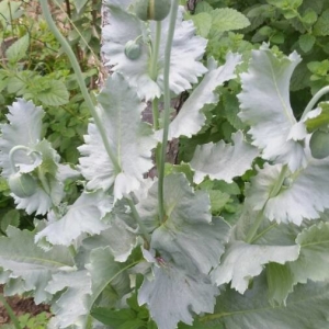 Photographie n°2193157 du taxon Papaver somniferum L. [1753]