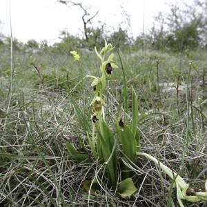 Photographie n°2193218 du taxon Ophrys aymoninii (Breistr.) Buttler [1986]