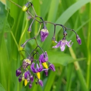 Photographie n°2193227 du taxon Solanum dulcamara L. [1753]