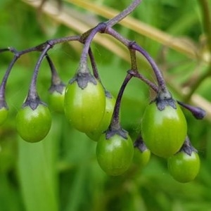 Photographie n°2193229 du taxon Solanum dulcamara L. [1753]