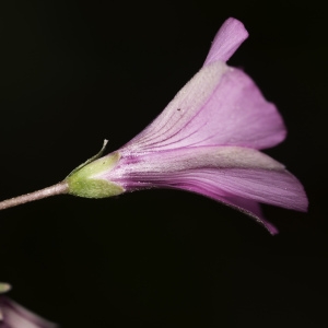 Photographie n°2193256 du taxon Oxalis articulata Savigny [1798]