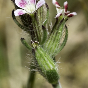 Photographie n°2193267 du taxon Silene gallica L. [1753]