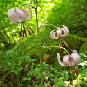 Photographie n°2193300 du taxon Lilium martagon L.