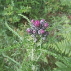 Photographie n°2193306 du taxon Cirsium palustre (L.) Scop. [1772]