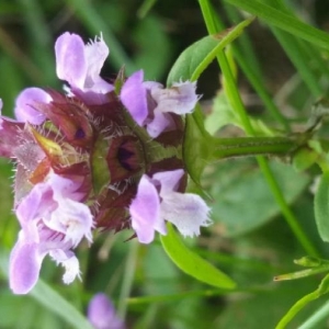 Photographie n°2193355 du taxon Prunella vulgaris L. [1753]