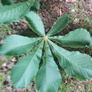 Photographie n°2193366 du taxon Aesculus hippocastanum L. [1753]