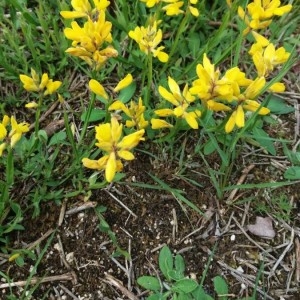 Photographie n°2193428 du taxon Genista sagittalis L.