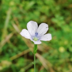 Photographie n°2193433 du taxon Linum usitatissimum L. [1753]