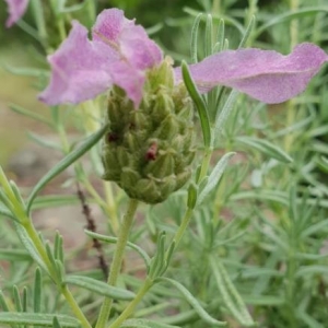 Photographie n°2193442 du taxon Lavandula stoechas L. [1753]