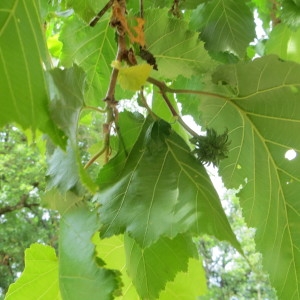 Photographie n°2193445 du taxon Corylus colurna L. [1753]