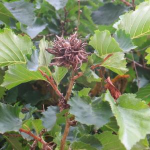 Photographie n°2193447 du taxon Corylus colurna L. [1753]