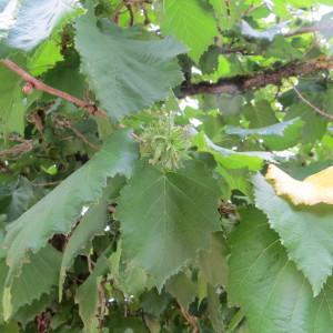 Photographie n°2193449 du taxon Corylus colurna L. [1753]