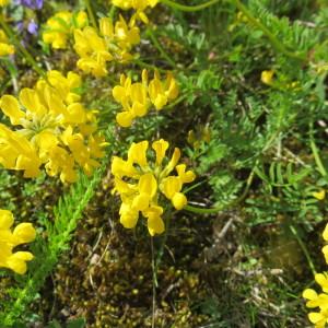 Photographie n°2193455 du taxon Hippocrepis comosa L. [1753]