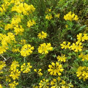 Photographie n°2193456 du taxon Hippocrepis comosa L. [1753]