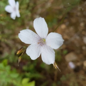 Photographie n°2193496 du taxon Linum tenuifolium L. [1753]