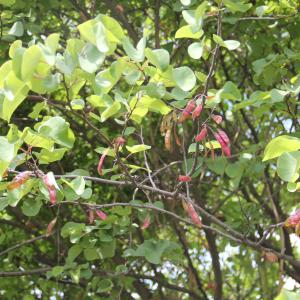 Photographie n°2193537 du taxon Cercis siliquastrum L. [1753]