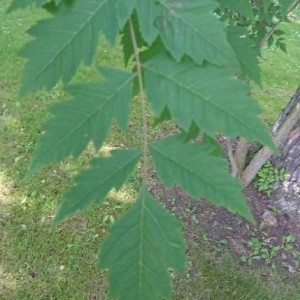 Photographie n°2193603 du taxon Koelreuteria paniculata Laxm. [1772]