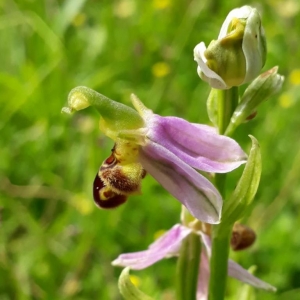 Photographie n°2193618 du taxon Ophrys apifera Huds. [1762]