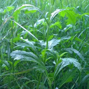 Photographie n°2193625 du taxon Verbena officinalis L. [1753]