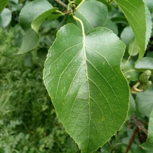 Photographie n°2193655 du taxon Alnus cordata (Loisel.) Duby