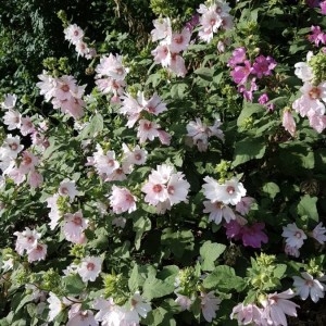 Photographie n°2193679 du taxon Hibiscus syriacus L. [1753]