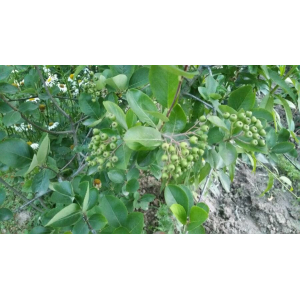 Mespilus arbutifolia var. melanocarpa Michx. (Aronia à fruits noirs)