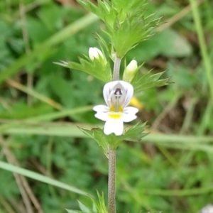 Photographie n°2193713 du taxon Euphrasia L. [1753]