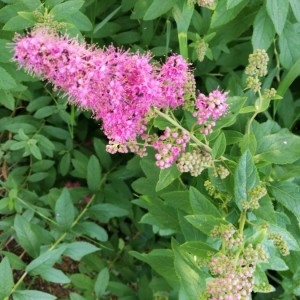 Photographie n°2193793 du taxon Spiraea douglasii Hook. [1832]