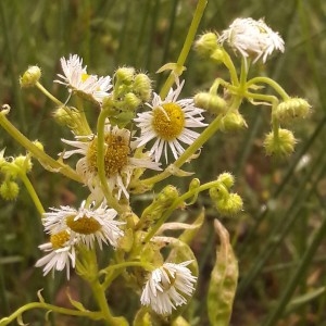 Photographie n°2193815 du taxon Erigeron annuus (L.) Desf. [1804]