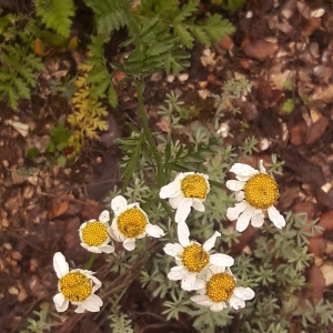 Photographie n°2193834 du taxon Tanacetum corymbosum (L.) Sch.Bip. [1844]