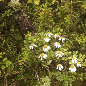 Photographie n°2193837 du taxon Tanacetum corymbosum (L.) Sch.Bip. [1844]