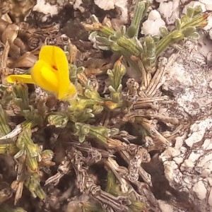  - Genista pulchella Vis. [1830]