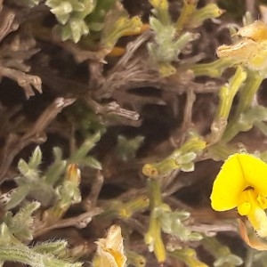 Photographie n°2193880 du taxon Genista pulchella Vis. [1830]